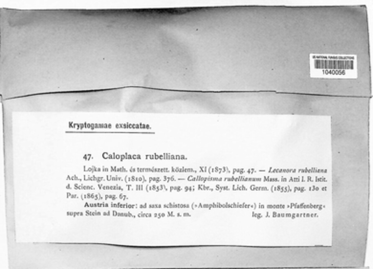 Caloplaca rubelliana image